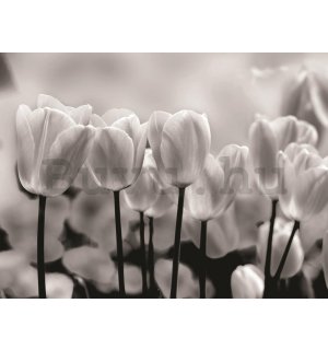 Fotótapéta: Fehér és fekete tulipánok - 184x254 cm