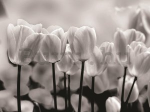 Fotótapéta: Fehér és fekete tulipánok - 254x368 cm