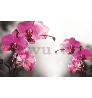 Fotótapéta: Orchideák szürke háttérrel - 184x254 cm