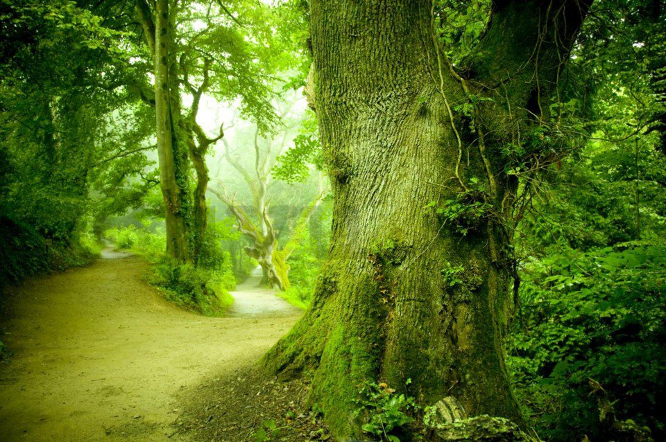 Fotótapéta: Varázslatos erdő - 184x254 cm
