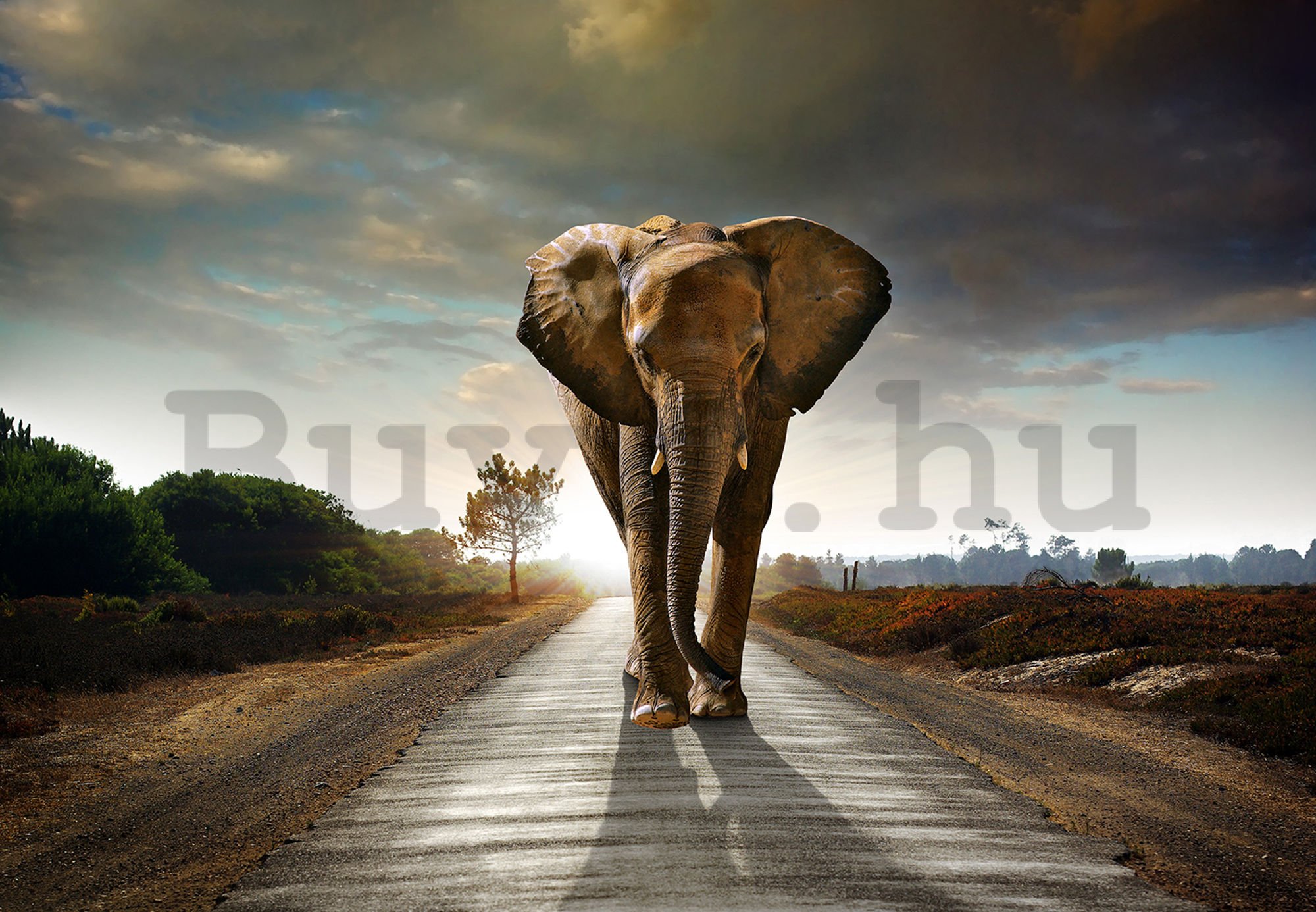 Vlies fotótapéta: Elefánt (4) - 254x368 cm