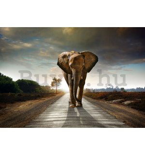 Vlies fotótapéta: Elefánt (4) - 104x152,5 cm