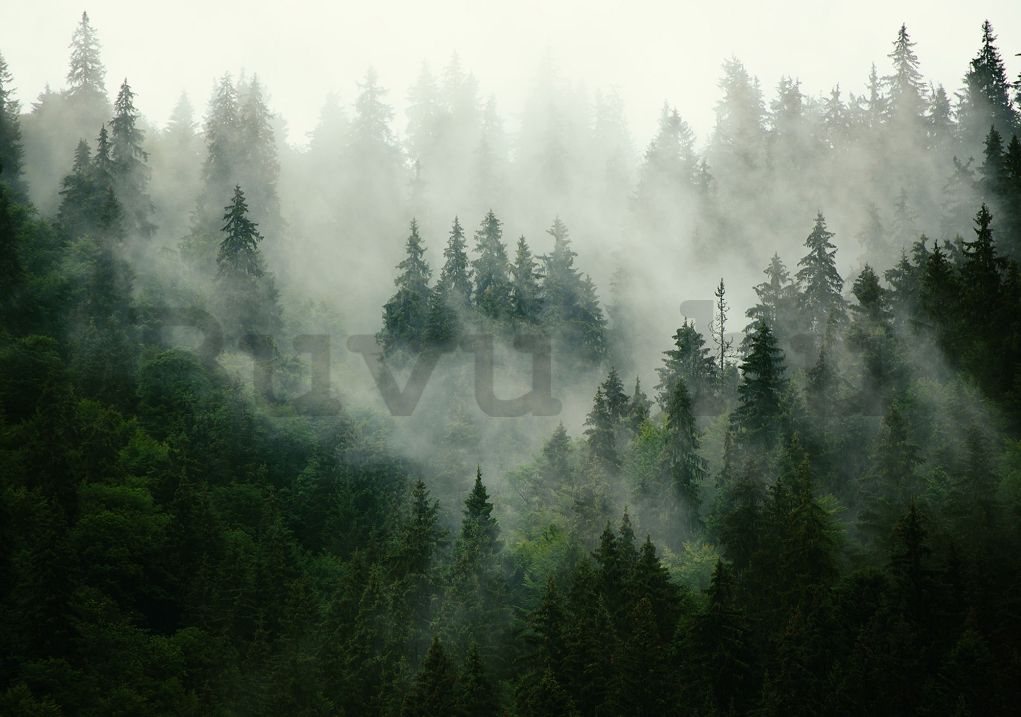 Fotótapéta: Köd az erdő felett (1) - 254x368 cm