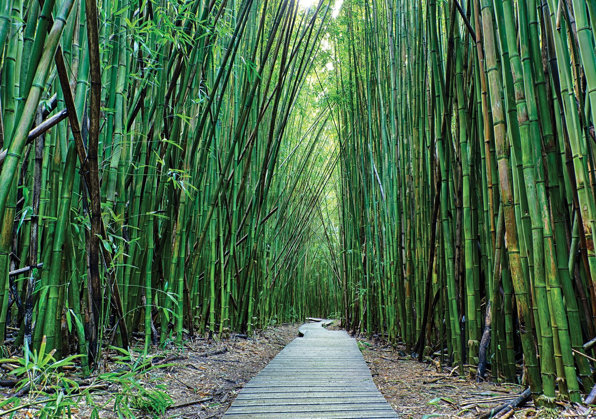 Vlies fotótapéta: Bambuszerdő (2) - 184x254 cm