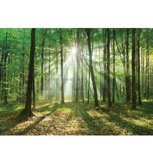 Vlies fotótapéta: Napfény az erdőben (3) - 184x254 cm