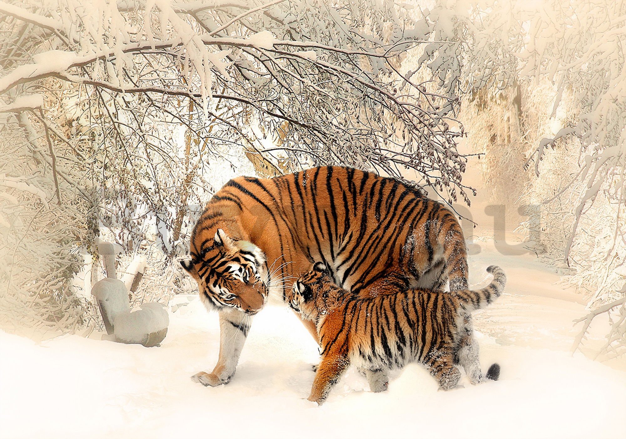 Vlies fotótapéta: Tigrisek (1) - 184x254 cm