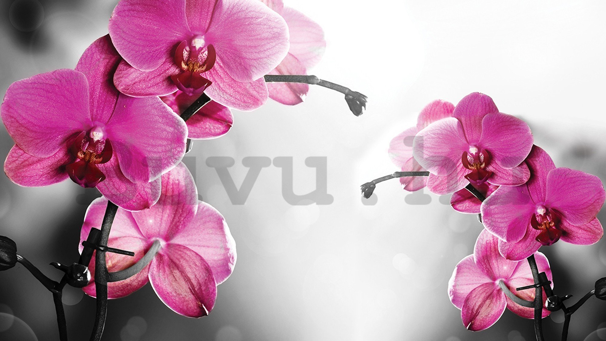 Vlies fotótapéta: Orchideák szürke háttérrel - 416x254 cm