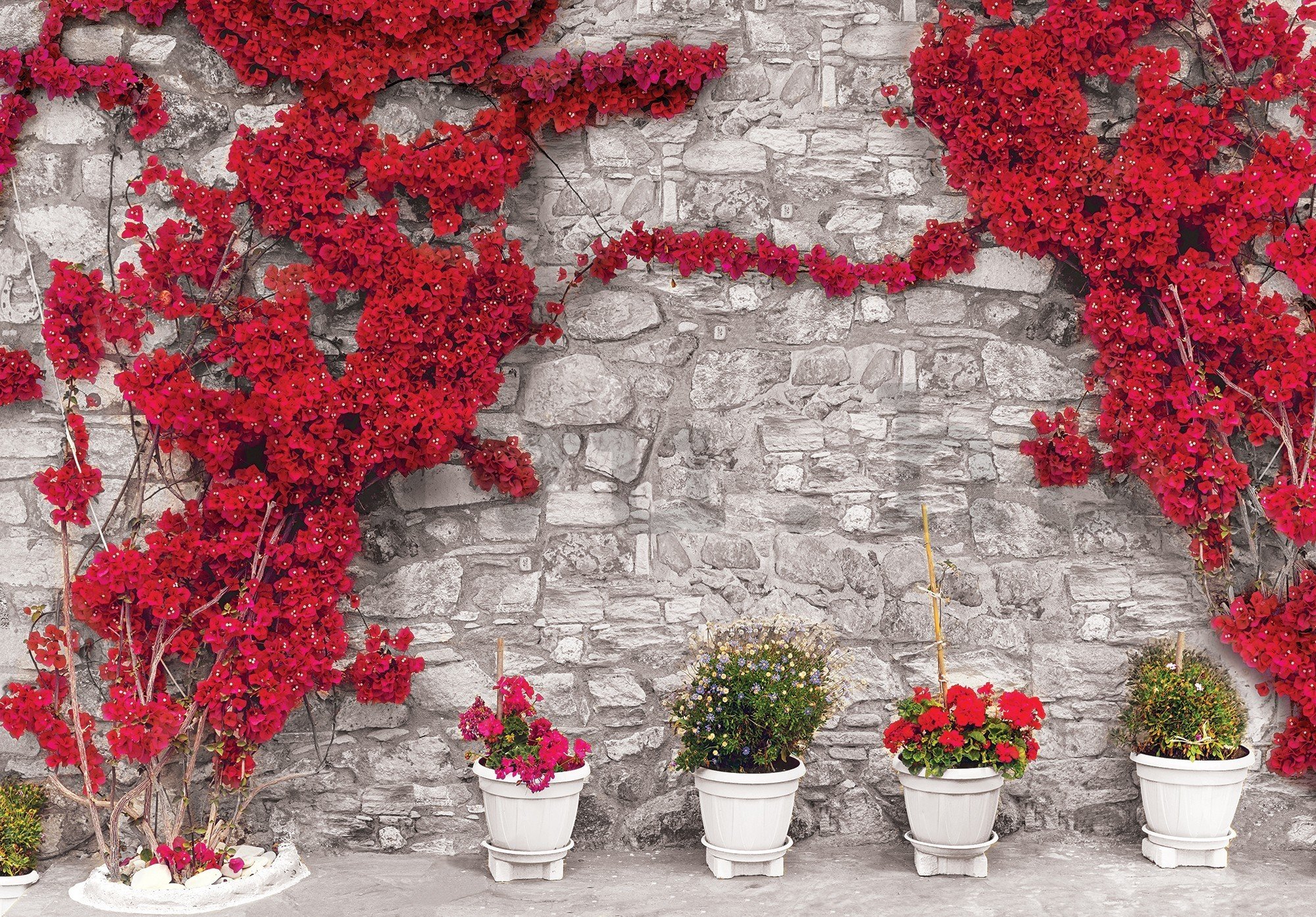 Vlies fotótapéta: Piros virágos fal - 416x254 cm