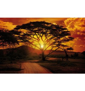 Vlies fotótapéta: Afrikai naplemente - 416x254 cm