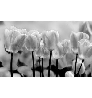 Vlies fotótapéta: Fehér és fekete tulipánok - 416x254 cm