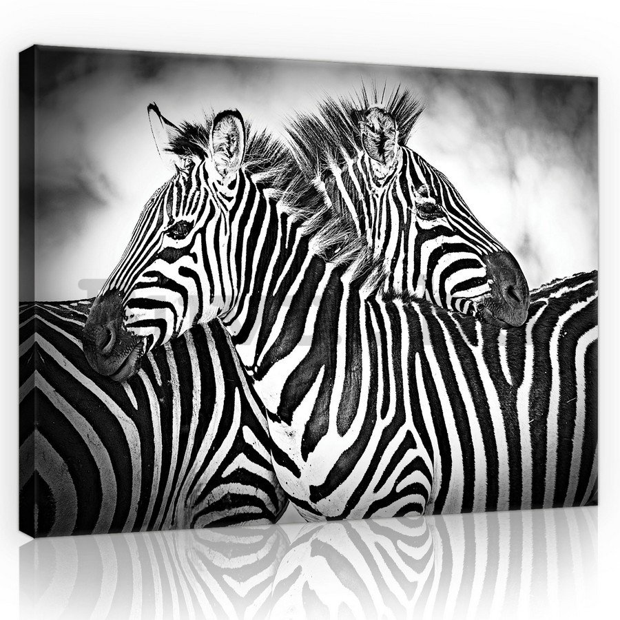 Vászonkép: Zebra (1) - 75x100 cm