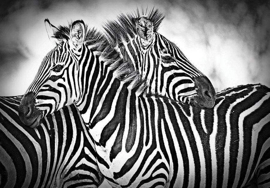 Vászonkép: Zebra (1) - 75x100 cm