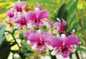 Fotótapéta: Orchidea (3) - 184x254 cm