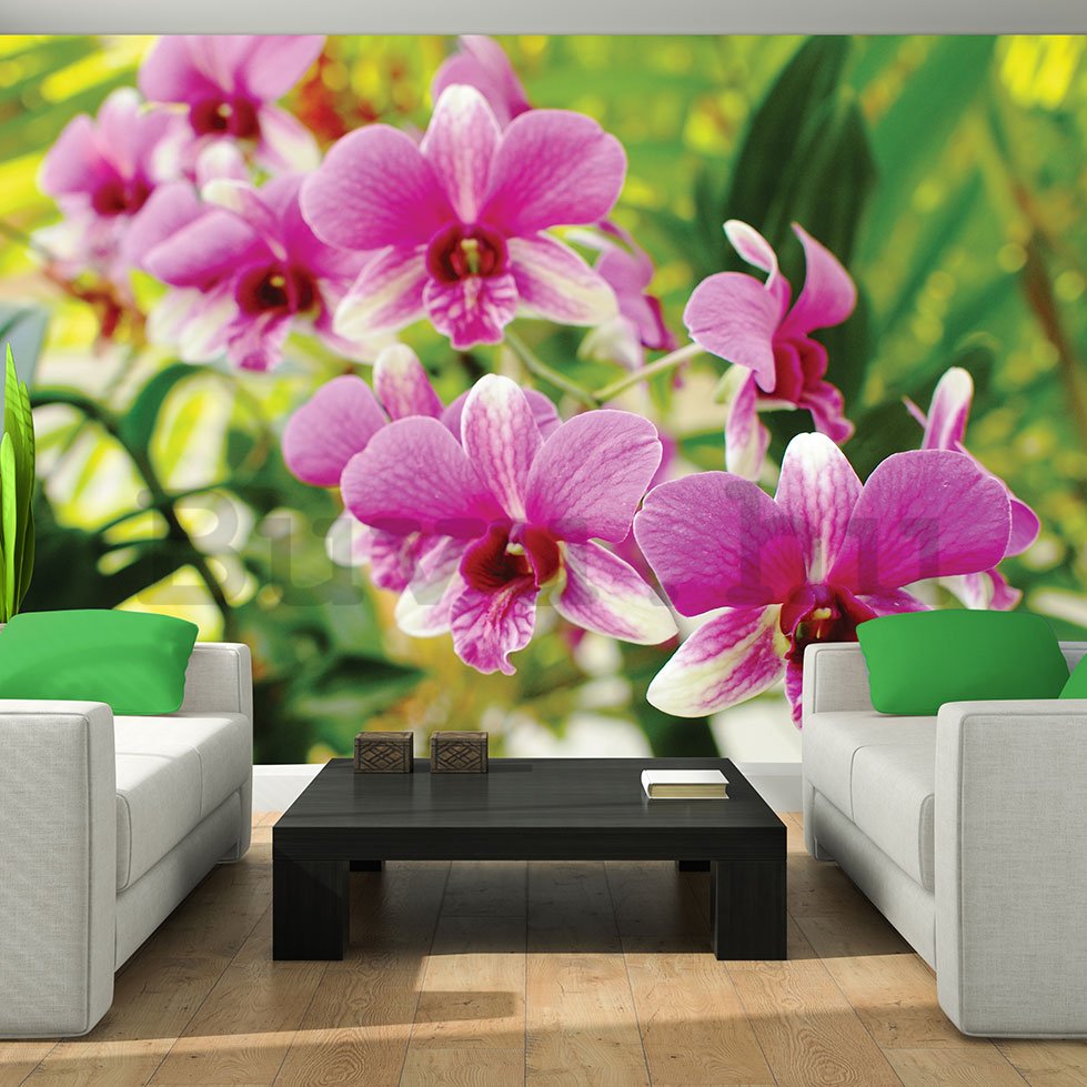 Fotótapéta: Orchidea (3) - 254x368 cm
