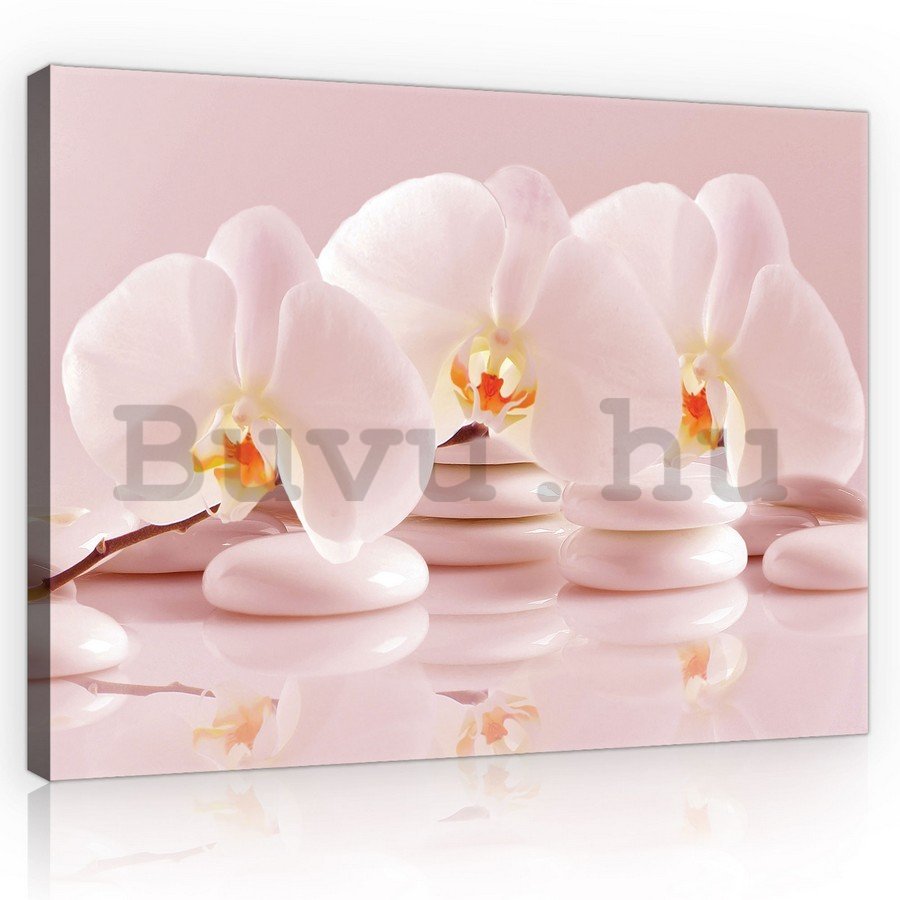Vászonkép: Rózsaszín orchideák - 75x100 cm
