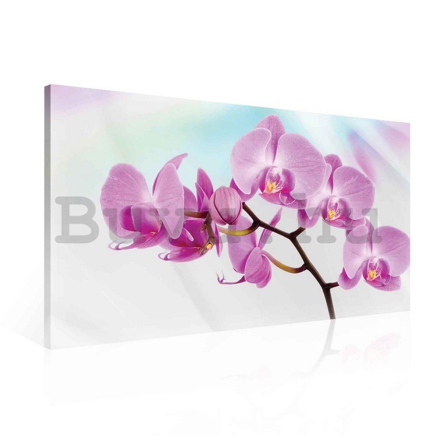 Vászonkép: Lila orchideák - 75x100 cm