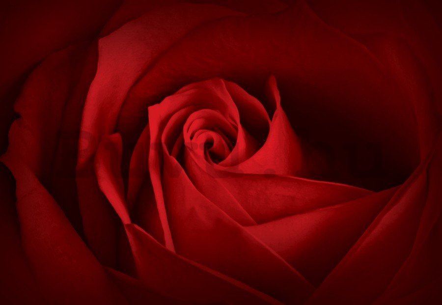 Vászonkép: Részlet a piros rózsák (2) - 75x100 cm