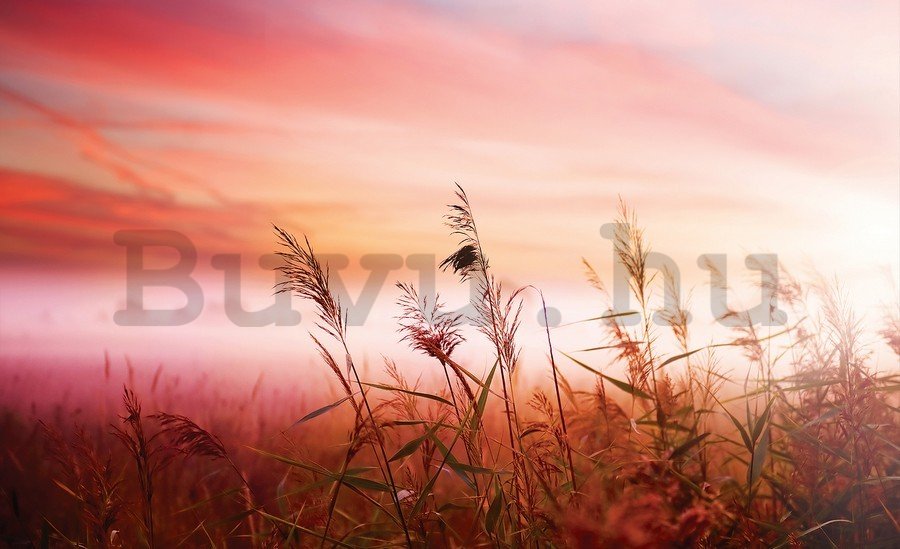 Vászonkép: Rét (naplemente) - 75x100 cm