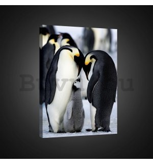 Vászonkép: Császárpingvinek (1) - 75x100 cm