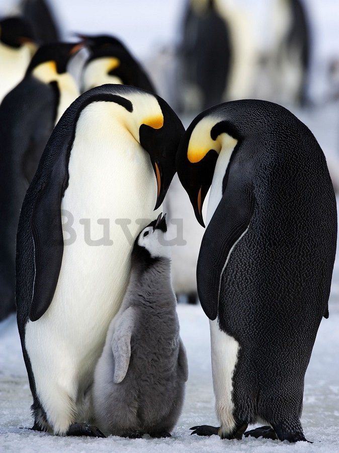 Vászonkép: Császárpingvinek (1) - 75x100 cm