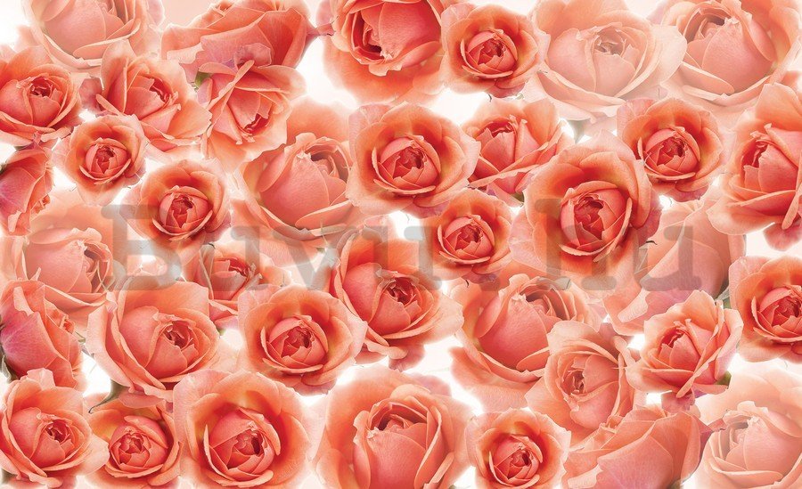 Vászonkép: Piros és rózsaszín rózsák - 75x100 cm