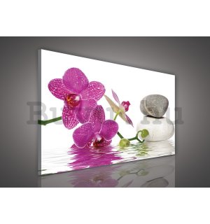 Vászonkép: Orchidea kövekkel - 75x100 cm
