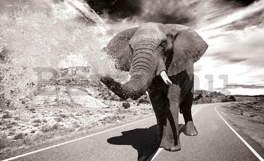 Vászonkép: Elefánt (2) - 75x100 cm
