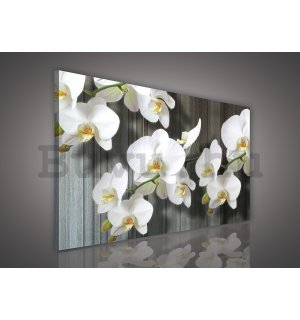 Vászonkép: Fehér orchideák (3) - 75x100 cm