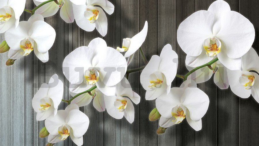 Vászonkép: Fehér orchideák (3) - 75x100 cm