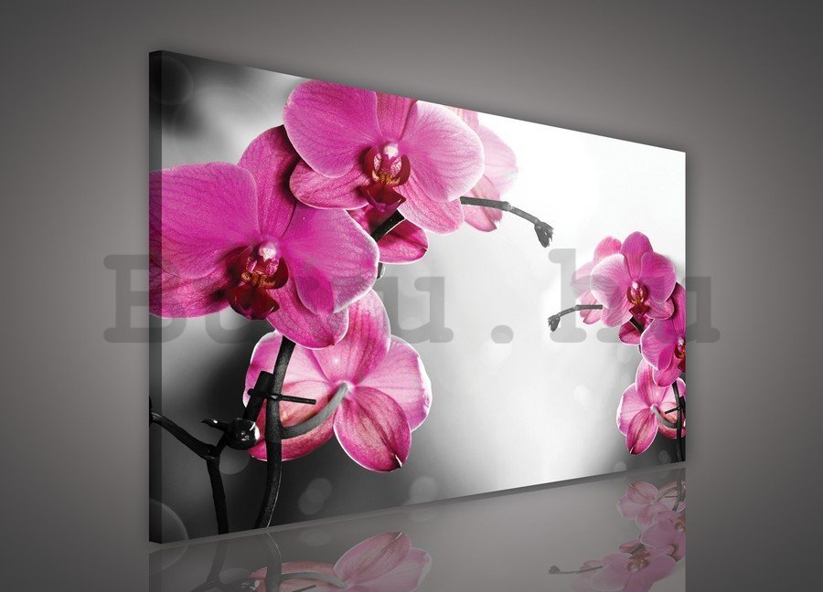 Vászonkép: Orchideák szürke háttérrel - 75x100 cm