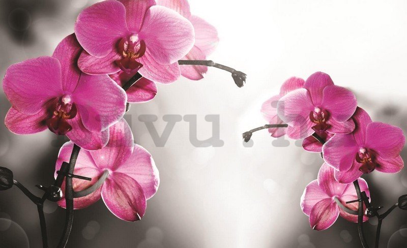 Vászonkép: Orchideák szürke háttérrel - 75x100 cm