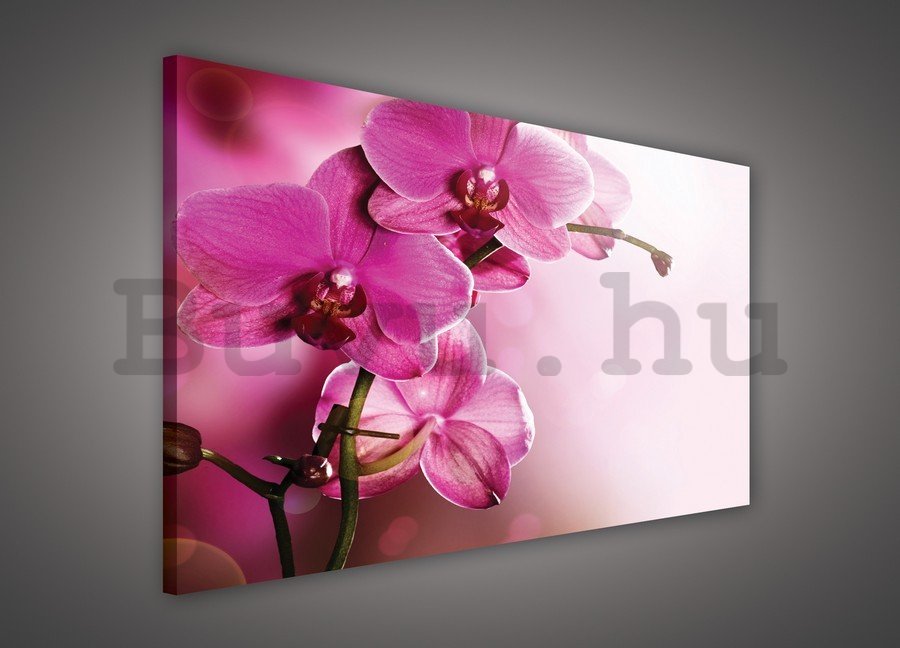 Vászonkép: Orchidea (4) - 75x100 cm