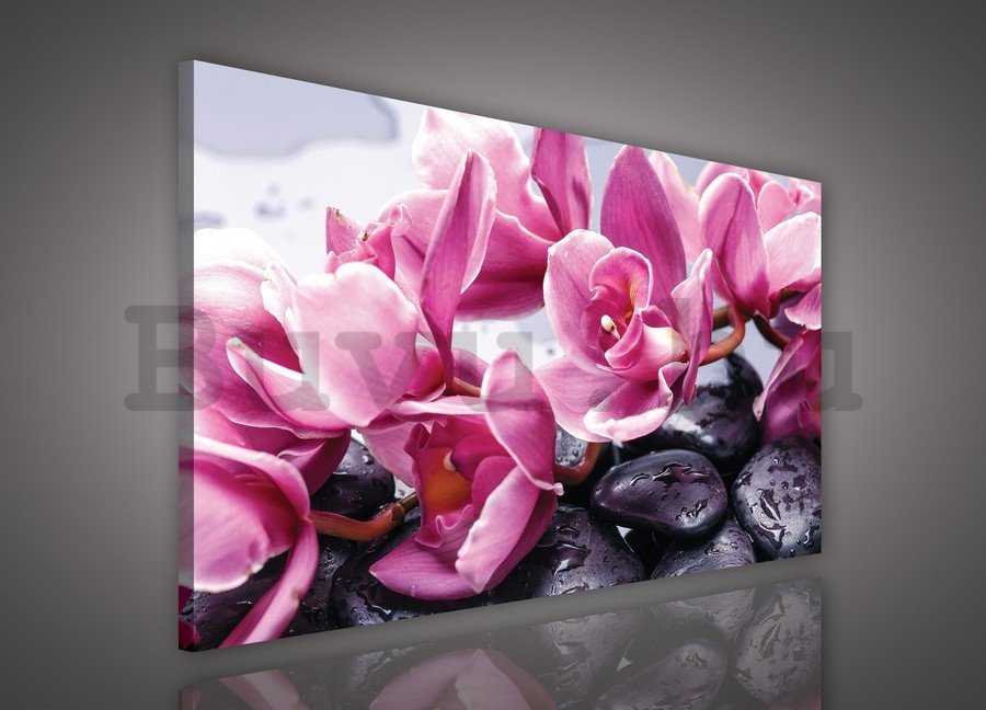 Vászonkép: Spa kövek és rózsaszín orchideák - 75x100 cm