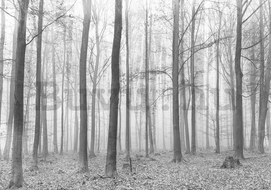 Vászonkép: Ködbe borult erdő (2) - 75x100 cm
