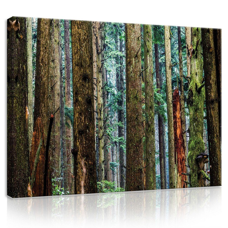 Vászonkép: Tűlevelű erdő - 75x100 cm