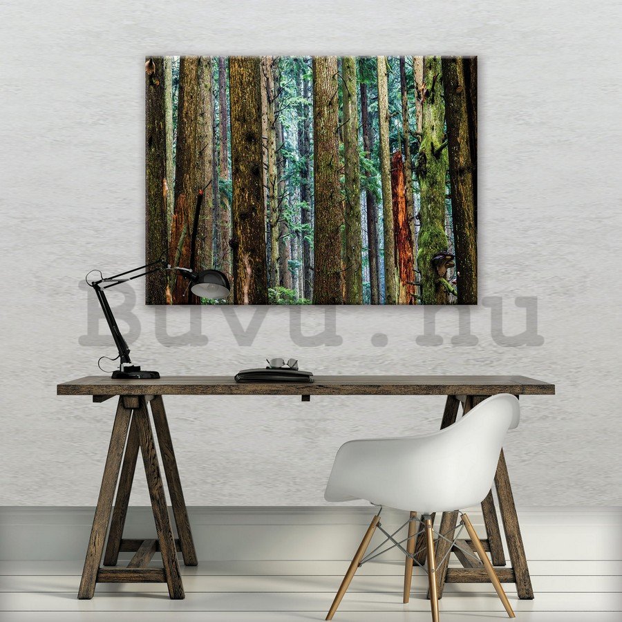 Vászonkép: Tűlevelű erdő - 75x100 cm