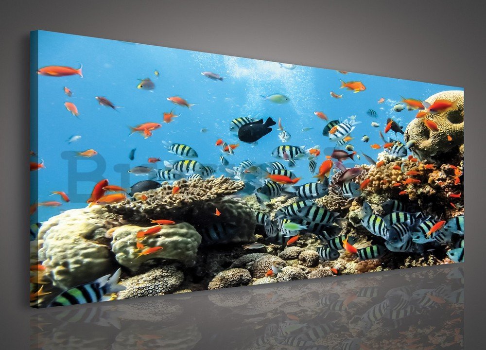 Vászonkép: Korallzátony - 145x45 cm