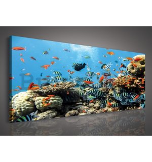 Vászonkép: Korallzátony - 145x45 cm