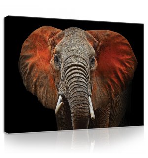 Vászonkép: Elefánt (részlet) - 75x100 cm