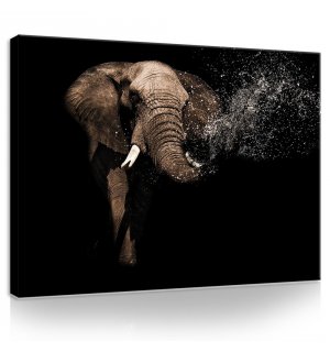 Vászonkép: Elefánt (3) - 75x100 cm