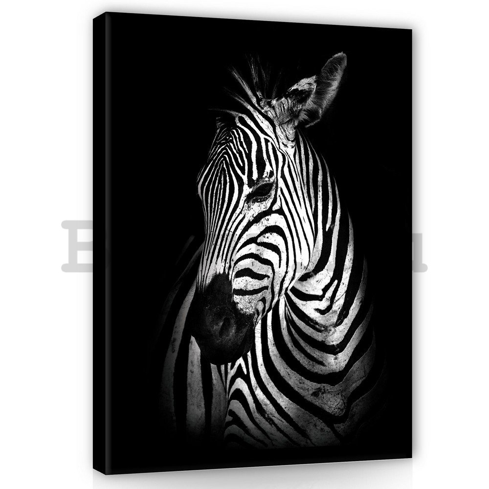 Vászonkép: Zebra (2) - 100x75 cm