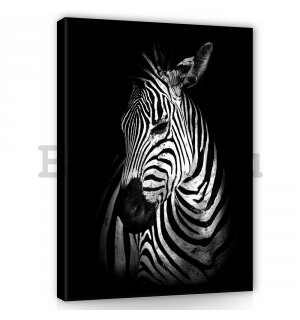 Vászonkép: Zebra (2) - 100x75 cm