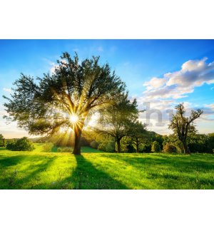 Vlies fotótapéta: Nap a fa mögött - 184x254 cm