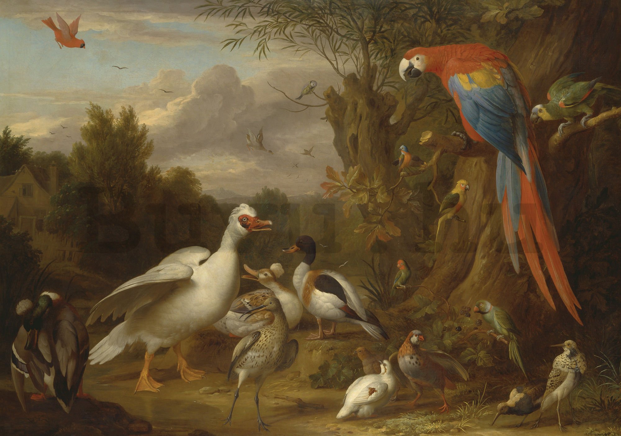 Fotótapéta: Kacsa, papagáj és más madarak a tájban - 104x152,5 cm