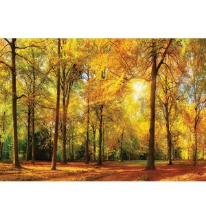 Vlies fotótapéta: Leesett levelek az erdőben - 184x254 cm