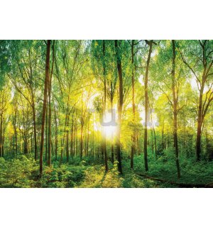 Vlies fotótapéta: Kilátás az erdőn - 184x254 cm