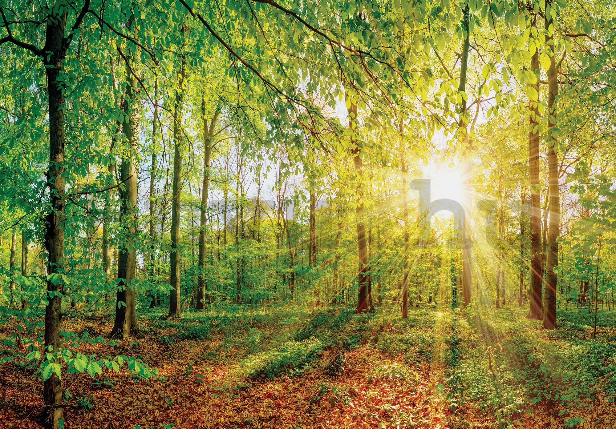 Vlies fotótapéta: Kilátás az erdőre - 184x254 cm