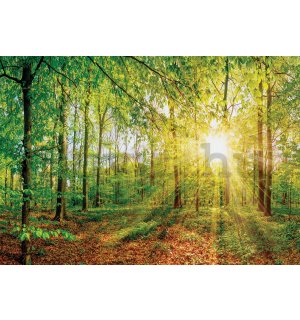 Vlies fotótapéta: Kilátás az erdőre - 184x254 cm