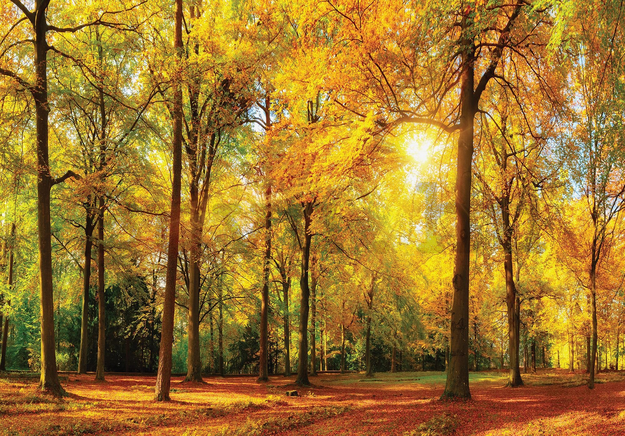 Vlies fotótapéta: Leesett levelek az erdőben - 416x254 cm