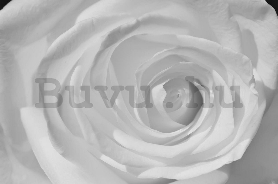 Fotótapéta: Fehér rózsa (részlet) - 184x254 cm
